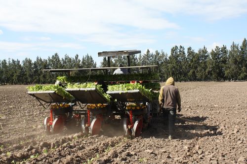 專項資金助力煙葉生產與飼料銷售，阿根廷農業迎來新發展機遇