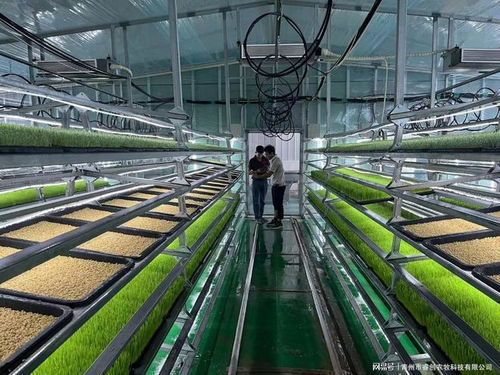 水培牧草 開(kāi)啟高效、營(yíng)養(yǎng)、健康的畜牧業(yè)優(yōu)質(zhì)飼料新時(shí)代