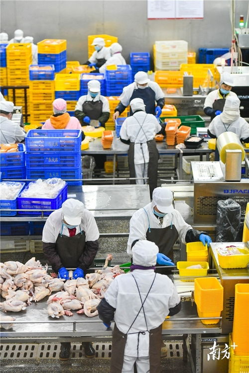 預(yù)制菜風(fēng)口下的清遠(yuǎn)機(jī)遇 發(fā)揮畜牧漁業(yè)飼料優(yōu)勢(shì)，打造粵北預(yù)制菜供應(yīng)鏈高地